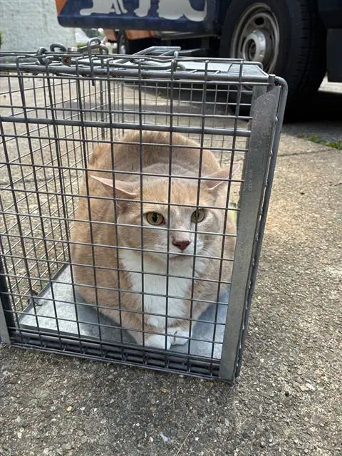 Salt - Domestic Short Hair