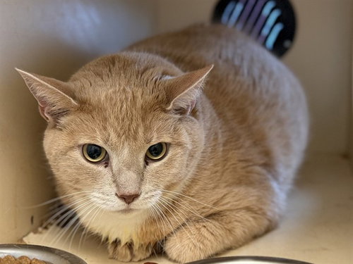 picture of the cat needing adoption