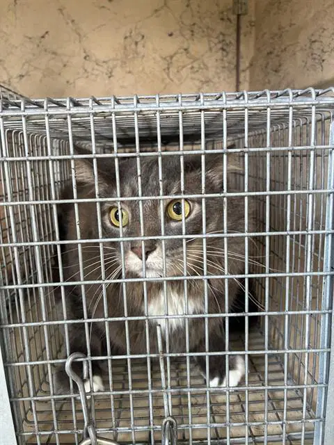 Pepper - Domestic Short Hair