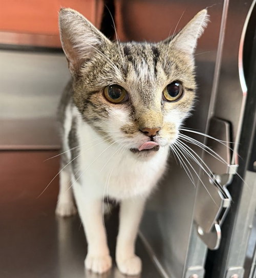 picture of the cat needing adoption