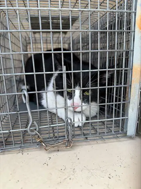 Starsky - Domestic Short Hair