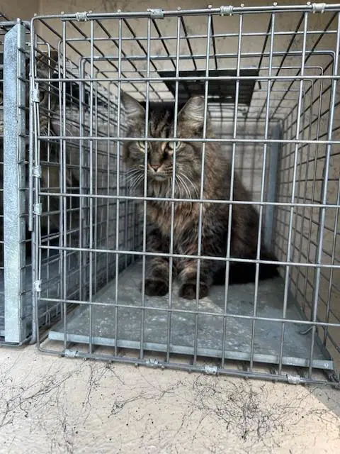 Puff - Domestic Long Hair