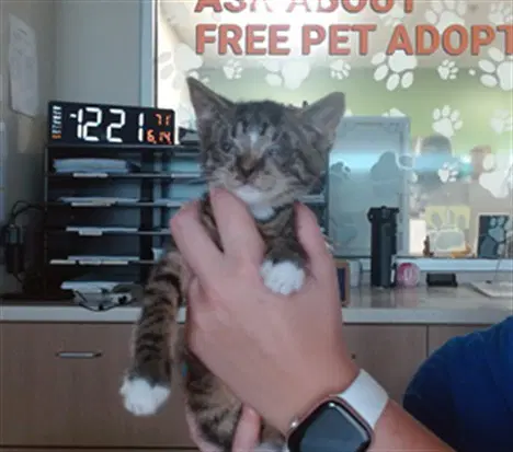 Zephyr - Domestic Short Hair