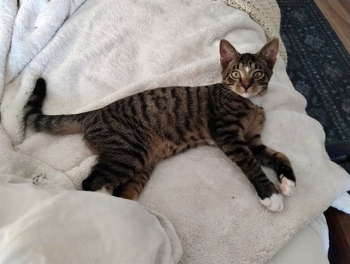 picture of the cat needing adoption