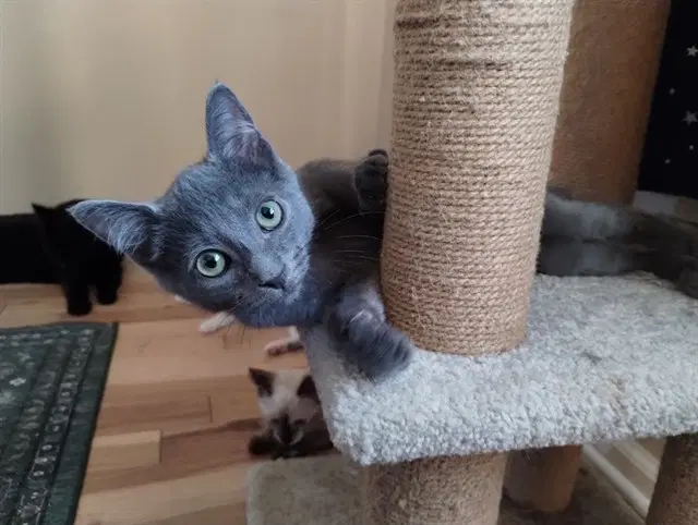Portabello - Domestic Short Hair