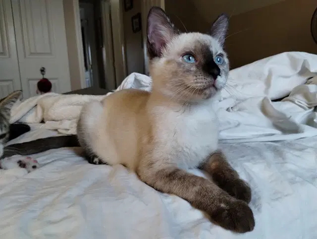 Chanterelle - Domestic Short Hair
