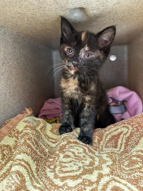 Rosebud - Domestic Short Hair