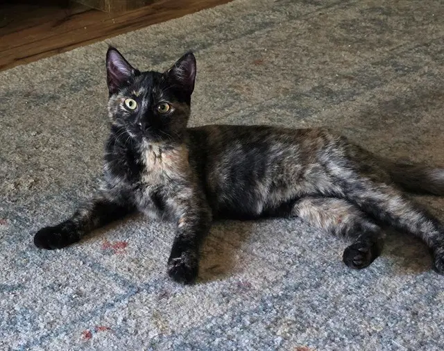 Petunia - Domestic Short Hair
