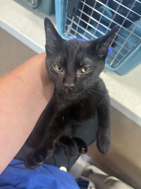Unknown - Domestic Short Hair