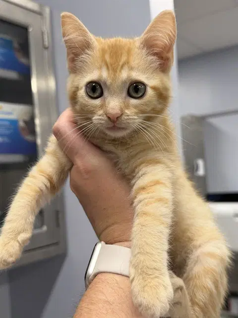 Clementine - Domestic Short Hair