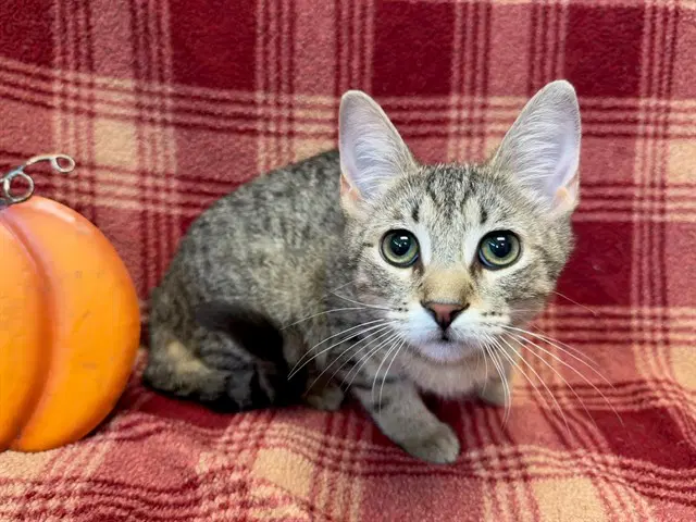 Heather Feather - Domestic Short Hair
