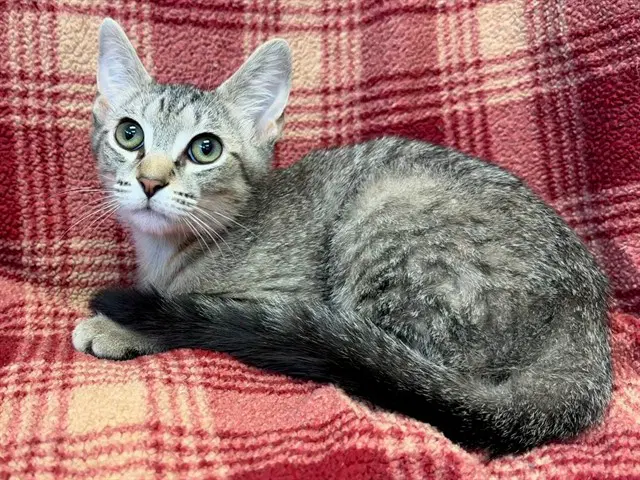 Zane Grey - Domestic Short Hair