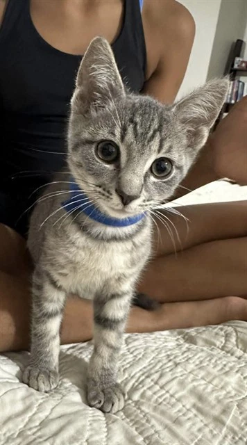 Rossi