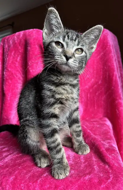 Shrimp Soup - Domestic Short Hair