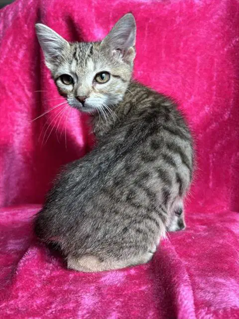 Lentil - Domestic Short Hair