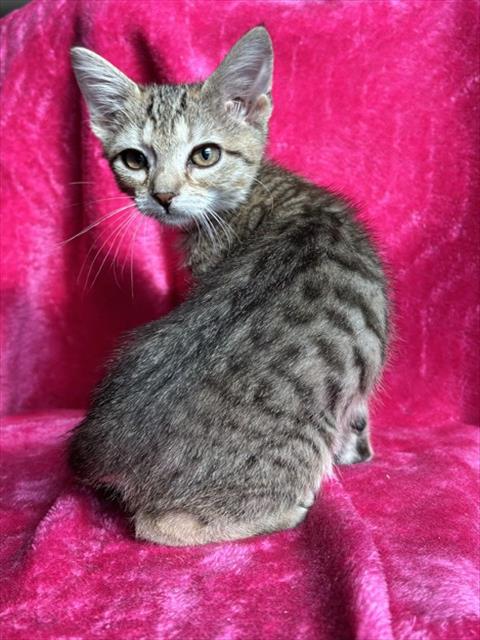 Lentil