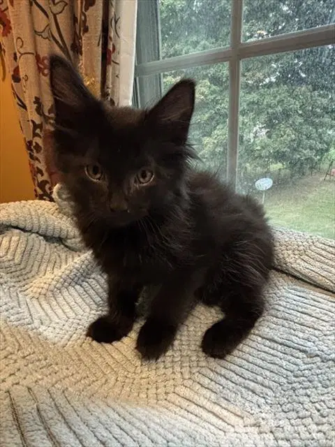 Snert - Domestic Short Hair