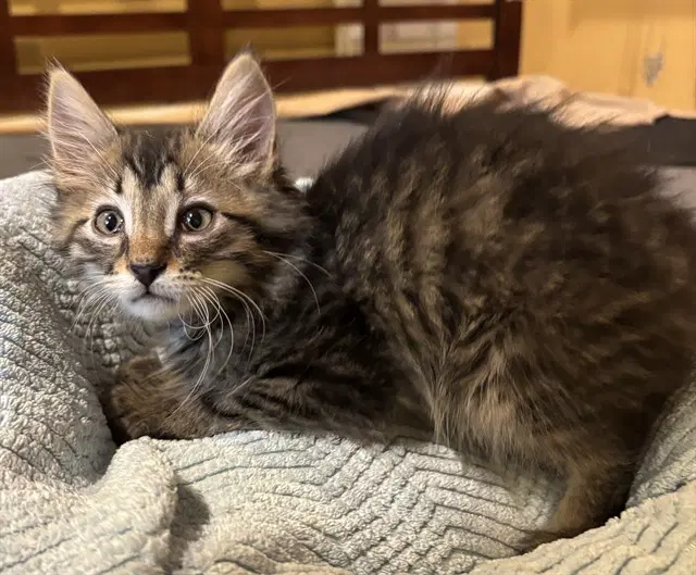 Borscht - Domestic Short Hair