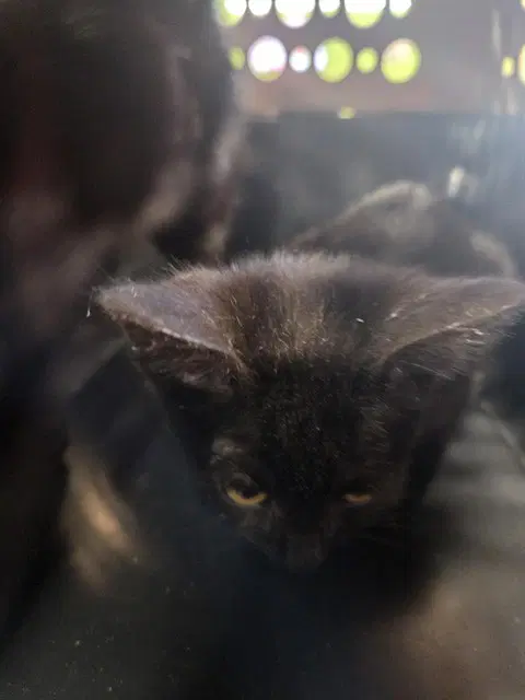 Binx - Domestic Short Hair