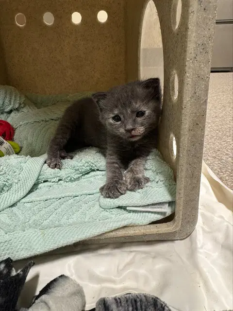 Lily - Domestic Short Hair