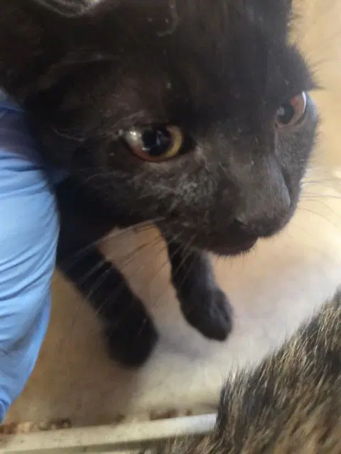 Vargas - Domestic Short Hair