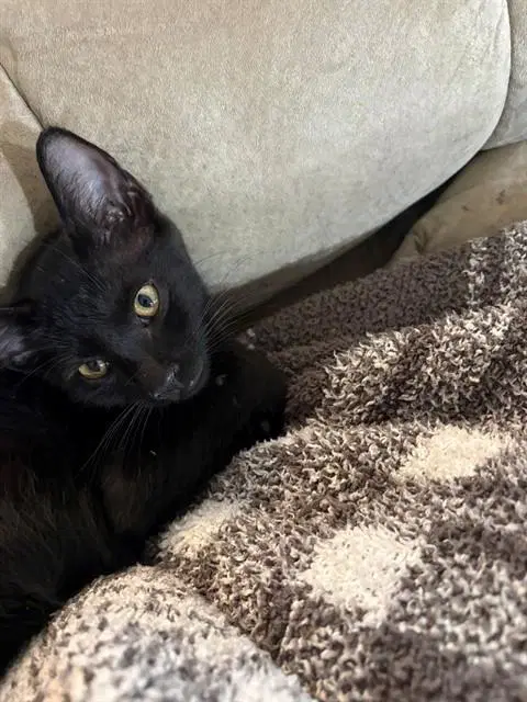Vargas - Domestic Short Hair