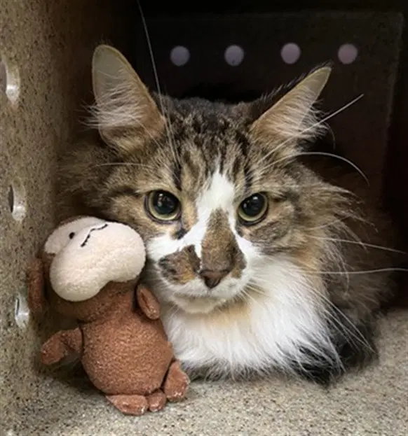 Tiger - Domestic Medium Hair