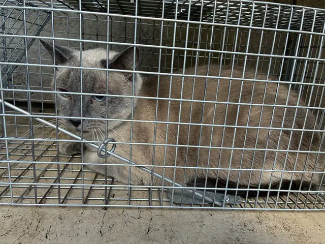 Unknown - Domestic Short Hair