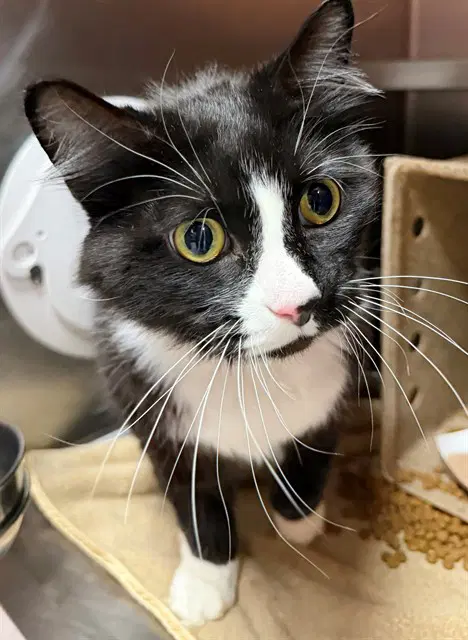 Unknown - Domestic Medium Hair
