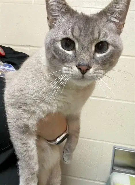 Unknown - Domestic Short Hair