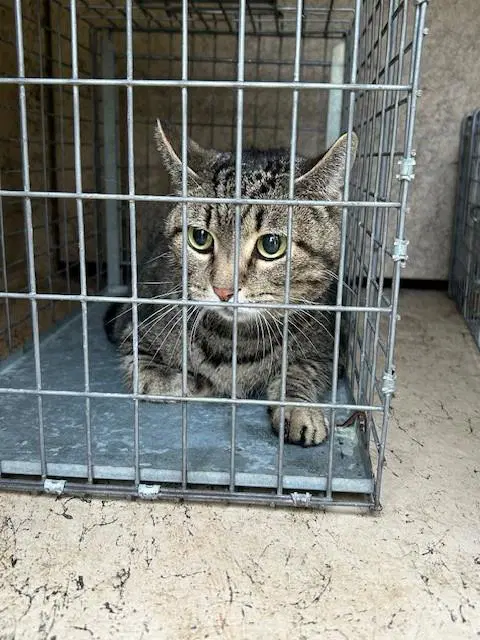 Chico - Domestic Short Hair