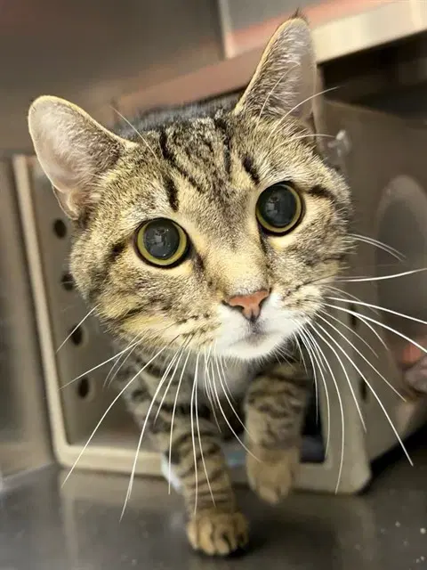 Chico - Domestic Short Hair