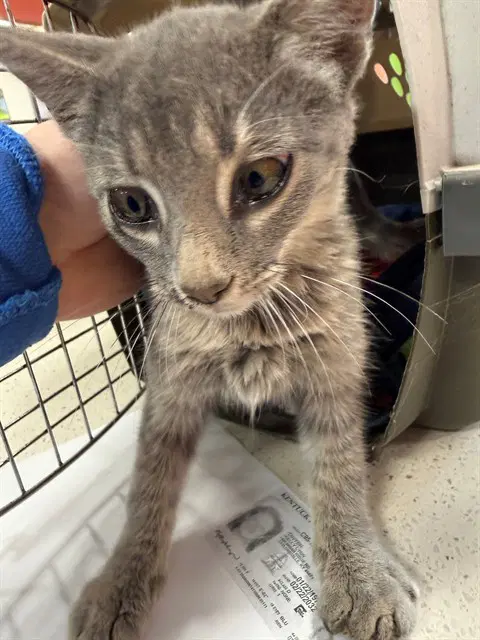 Zira - Domestic Short Hair