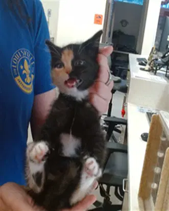 Boomerang - Domestic Short Hair