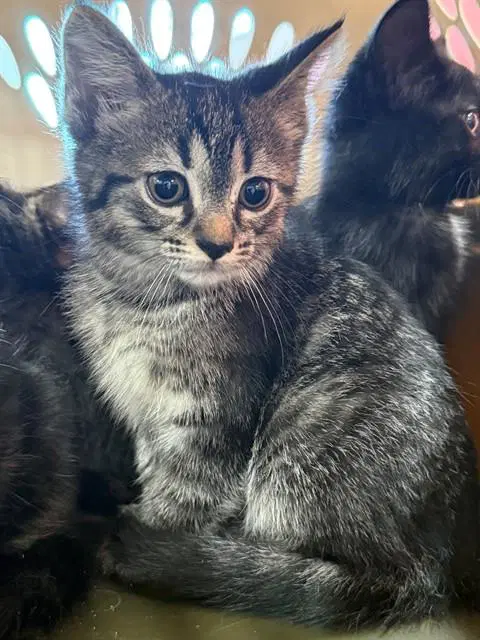 Unknown - Domestic Short Hair