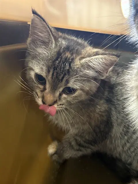 Unknown - Domestic Short Hair