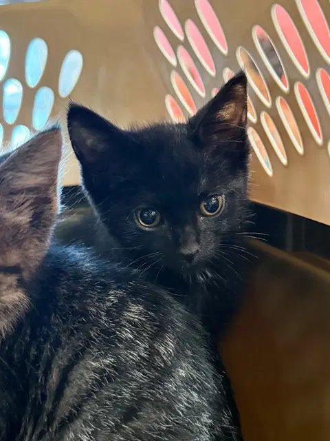 Unknown - Domestic Short Hair