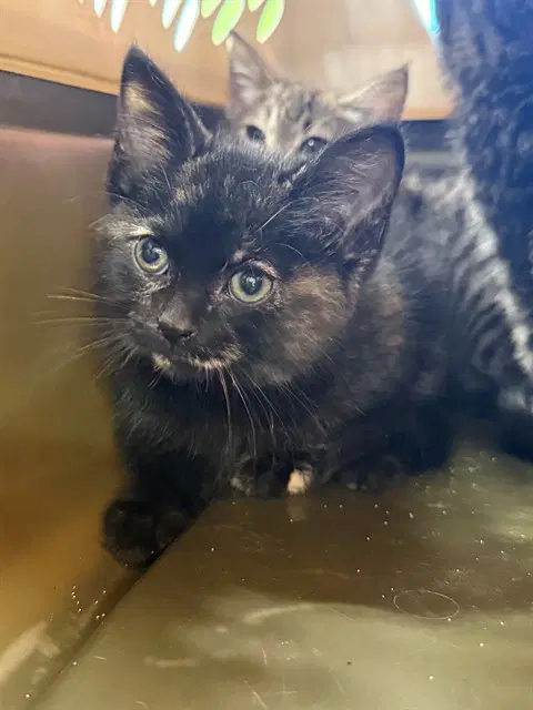 Unknown - Domestic Short Hair