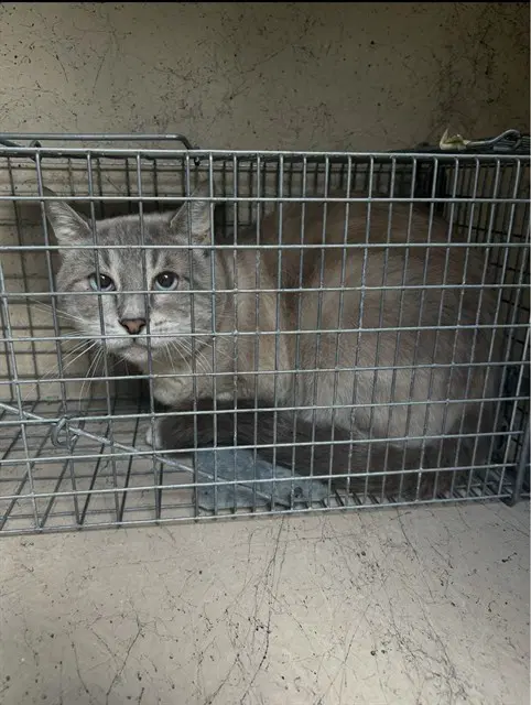 Love Bug - Domestic Short Hair