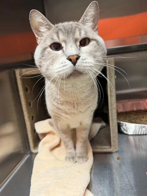 Love Bug - Domestic Short Hair