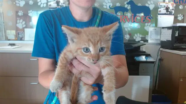 Baby Snack - Domestic Short Hair