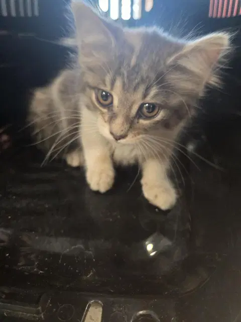 Lily Bug - Domestic Medium Hair