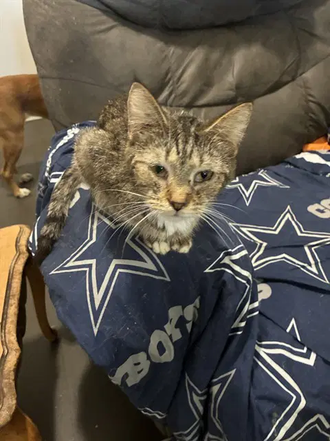 Cuddles - Domestic Short Hair