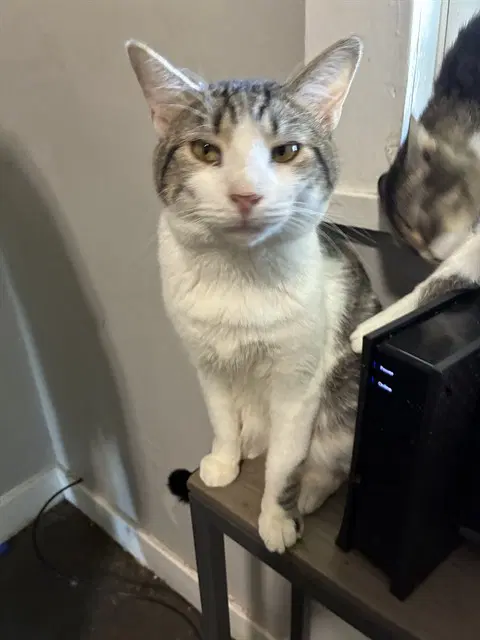 Frair - Domestic Short Hair