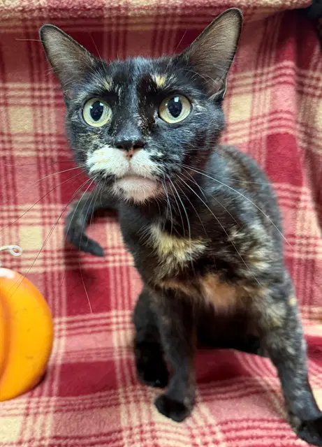 Pink Palace - Domestic Short Hair