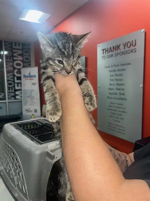 Oogie Boogie - Domestic Short Hair