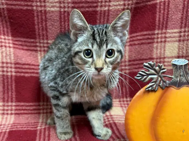Oogie Boogie - Domestic Short Hair