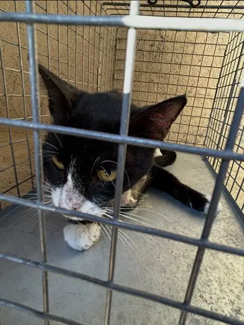 Sammy Sosa - Domestic Short Hair
