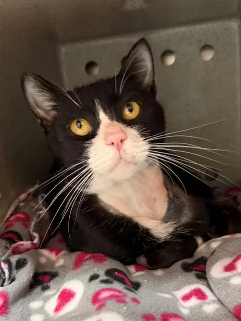Sammy Sosa - Domestic Short Hair