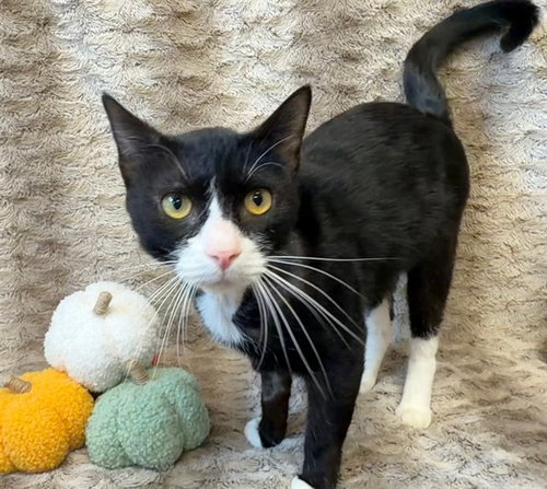 SAMMY SOSA, a cat for adoption from Louisville Metro Animal Services